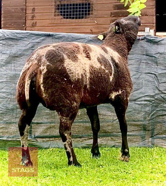 PEDIGREE DUTCH SPOTTED EWE