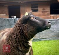 PEDIGREE DUTCH SPOTTED EWE - 2