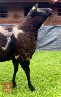 PEDIGREE DUTCH SPOTTED EWE - 4