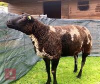 PEDIGREE DUTCH SPOTTED EWE - 5