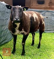 PEDIGREE DUTCH SPOTTED EWE - 6
