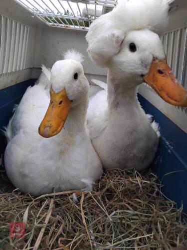 PAIR OF WHITE CRESTED DUCKS - BIDS PER LIFE