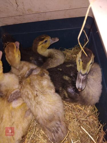 4 MUSCOVY DUCKLINGS - BIDS PER LIFE