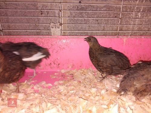 PAIR OF TIBETAN QUAILS - BIDS FOR THE GROUP