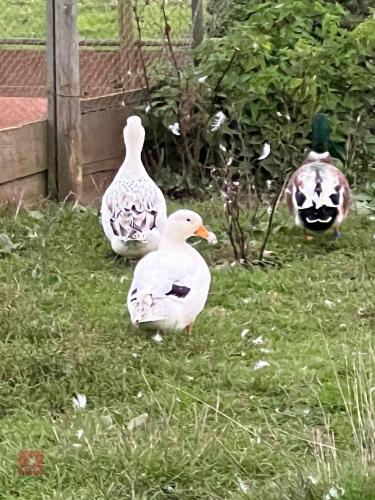 2 FEMALE SILVER BANTAM DUCKS - BIDS PER LIFE