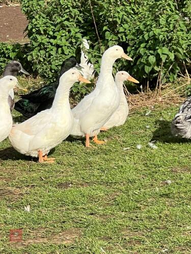 3 FEMALE WHITE SWEDISH DUCKS - BIDS PER LIFE