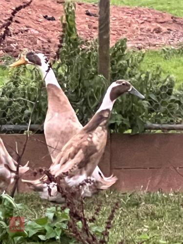2 FEMALE FAWN AND WHITE INDIAN RUNNERS - BIDS PER LIFE