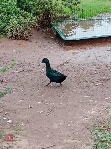 3 FEMALE BLACK EAST INDIAN DUCKS - BIDS PER LIFE