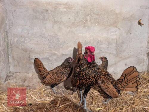 TRIO OF GOLD SEABRIGHT CHICKENS - BIDS PER LIFE