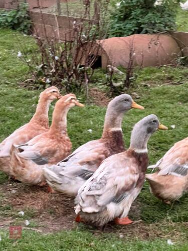 2 FEMALE SAXONY DUCKS - BIDS PER LIFE