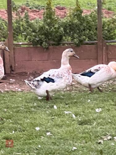 2 FEMALE ABACOT RANGER DUCKS - BIDS PER LIFE