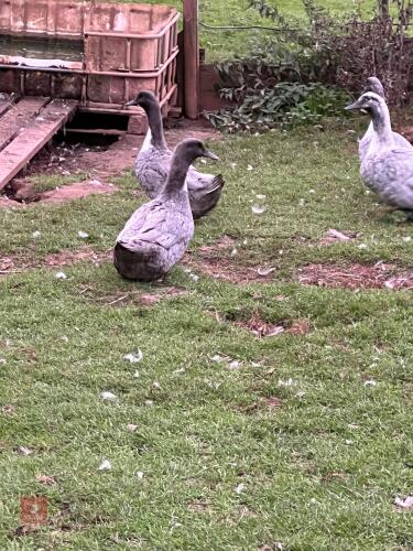 2 FEMALE BLUE SWEDISH DUCKS - BIDS PER LIFE
