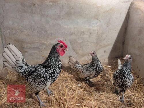 TRIO OF SILVER SEABRIGHT CHICKENS - BIDS PER LIFE