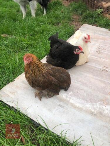 3 PEKIN HENS - BIDS PER LIFE