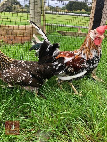 2 MOTTLED LEGHORN POL HENS - BIDS PER LIFE