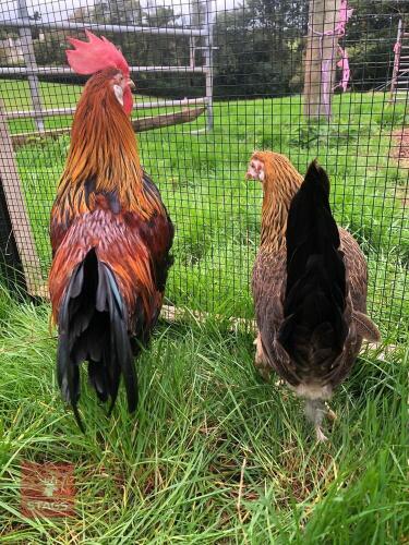 PAIR OF SPECKLED SUSSEX POL HENS - BIDS PER LIFE