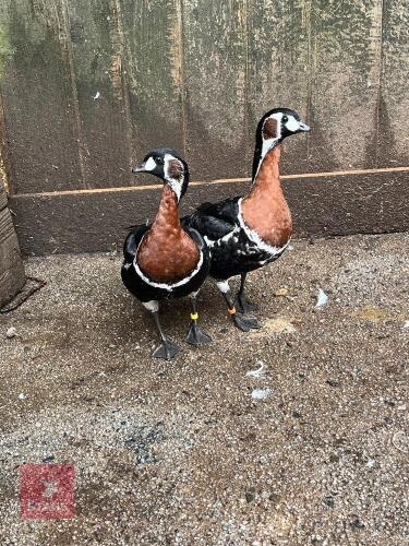 PAIR OF RED BRESTED GEESE - BIDS PER LIFE