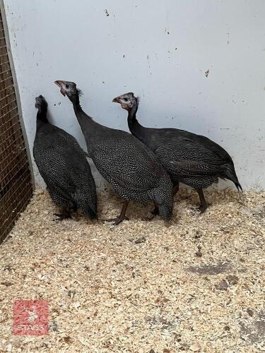 3 UNSEXED GUINEA FOWL CHICKS - BIDS PER LIFE