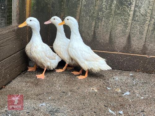 3 CHERRY VALLEY POL DUCKS - BIDS PER LIFE