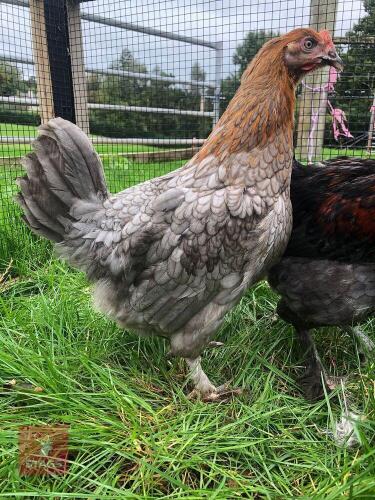 PAIR OF BLUE COPPER MARAN POL HENS - BIDS PER LIFE