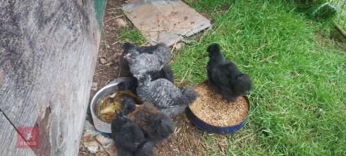 7 UNSEXED SILKIE CHICKS - BIDS FOR GROUP