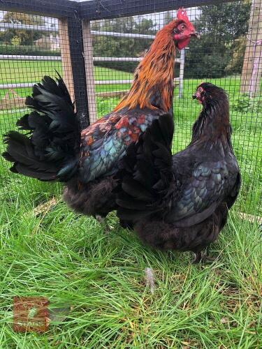COPPER BLACK MARAN POL HEN