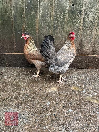 2 DEVON BLUE HYBRID POL PULLETS - BIDS PER LIFE