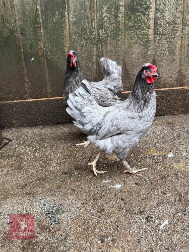 2 BLUE ARACUNA HYBRID POL PULLETS - BIDS PER LIFE