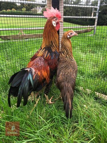 2 BROWN LEGHORN POL HENS - BIDS PER LIFE