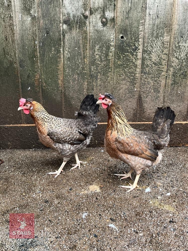 2 DEVON BLUE HYBRID POL PULLETS - BIDS PER LIFE