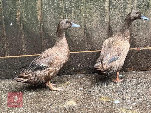 2 KHAKI CAMBELL POL DUCKS - BIDS PER LIFE
