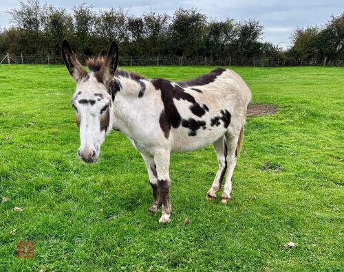 12YO GELDING DONKEY
