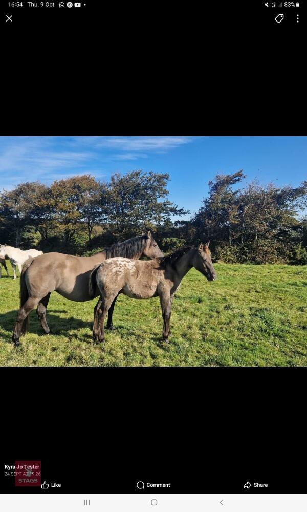 9MO APPALOOSA X COLT FOAL