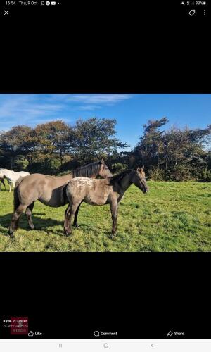 9MO APPALOOSA X COLT FOAL
