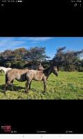 9MO APPALOOSA X COLT FOAL