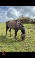 9MO APPALOOSA X COLT FOAL - 2