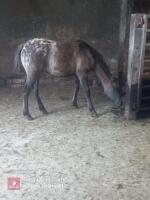 9MO APPALOOSA X COLT FOAL - 3