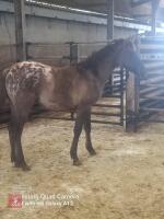 9MO APPALOOSA X COLT FOAL - 4