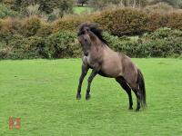 9MO APPALOOSA X COLT FOAL - 8