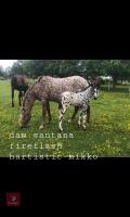 9MO APPALOOSA X COLT FOAL - 9
