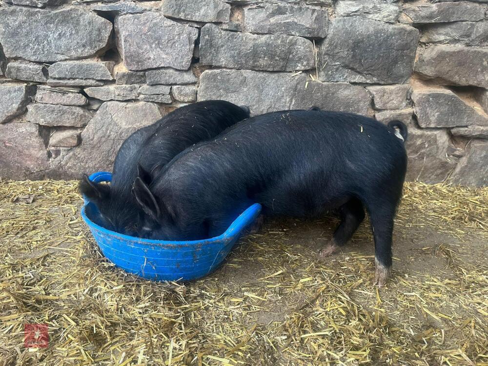 2 PEDIGREE BERKSHIRE BOARS - BIDS PER LIFE