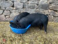 2 PEDIGREE BERKSHIRE BOARS - BIDS PER LIFE