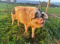3YO GLOUCESTER OLD SPOT BOAR