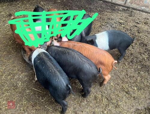 1 TAMWORTH & 3 TAMWORTH X BOARS - BIDS PER LIFE