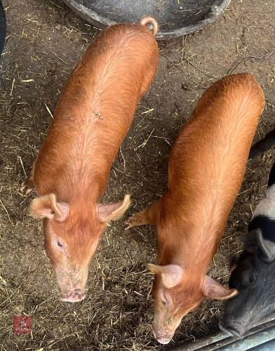 2 PEDIGREE TAMWORTH GILTS - BIDS PER LIFE