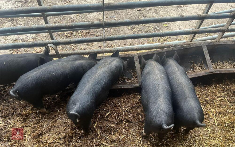 4 PEDIGREE BERKSHIRE GILTS - BIDS PER LIFE