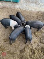 5 SADDLEBACK X TAMWORTH BOARS - BIDS PER LIFE