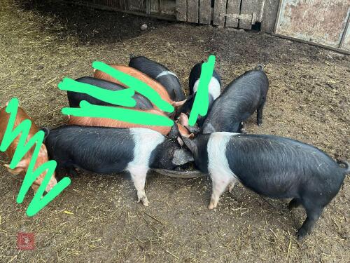 3 SADDLEBACK X TAMWORTH GILTS - BIDS PER LIFE