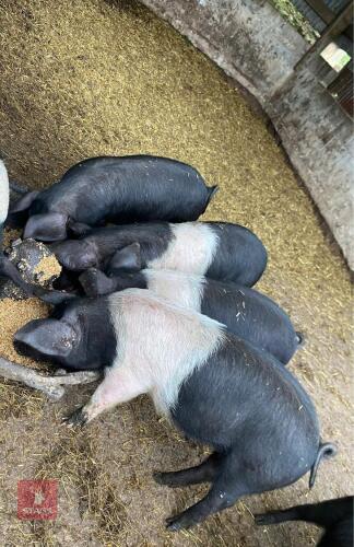4 SADDLEBACK X TAMWORTH BOARS - BIDS PER LIFE