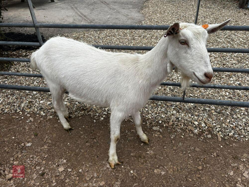 2T SAANEN NANNY GOAT